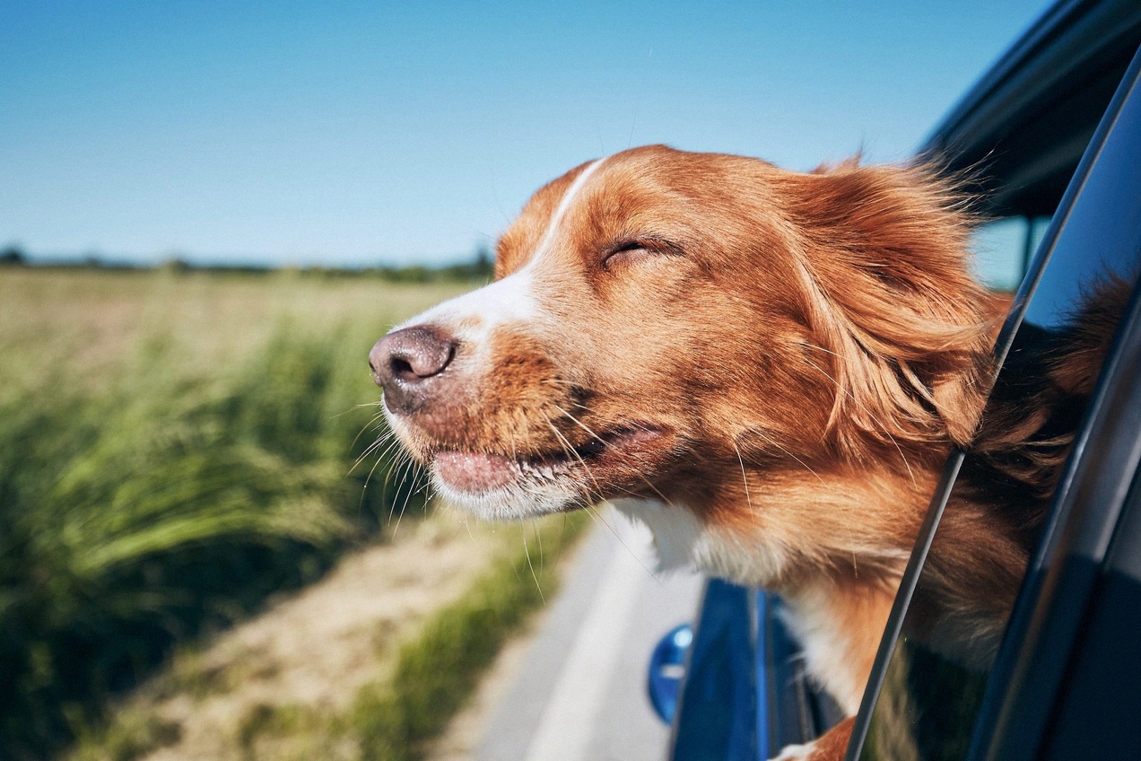 Perro asoma la cabeza por la ventanilla durante un viaje en coche